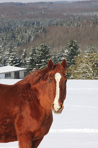 在雪中的马图片