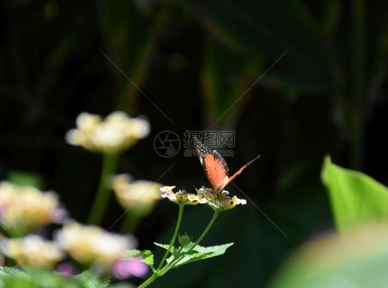 以橙色的黑蝴蝶为双翼张开黑色的花自然图片