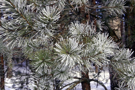 青霜寒凉季节常绿雪青霜在松针上背景和可能的复制空间里有松树背景