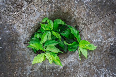 坑结石森林中岩上的树木一种图片