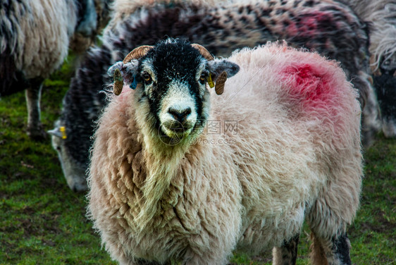 农场里的绵羊图片