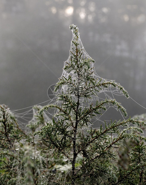 秋天清晨蜘蛛网露水像珍珠一样挂在网络上就像珍珠一样挂在网上早晨落下图片