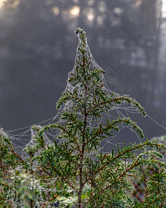 湿的清晨蜘蛛网露水像珍珠一样挂在网络上就像珍珠一样挂在网上早晨杜松图片