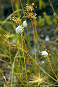 蜗牛昆虫夏季田里的植物上钉子户外图片