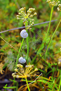 绿色场地蜗牛夏季田里的植物上钉子图片