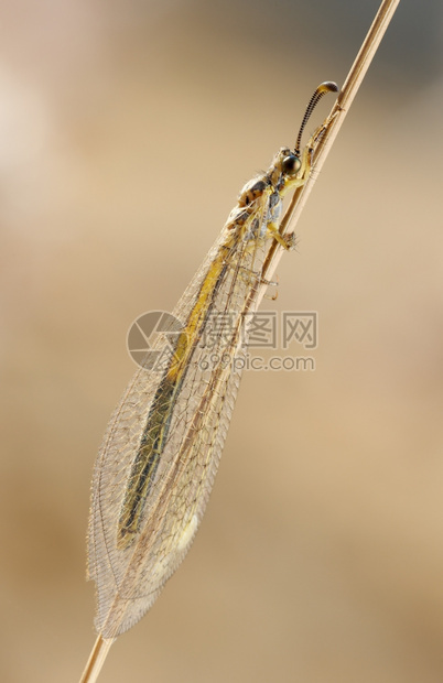 神经翅目坐草地上蚂蚁的伊玛戈狮图片