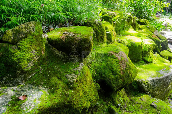 植物苔藓图片