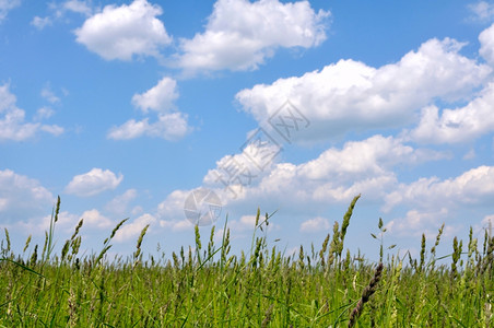 草地和蓝天白云图片