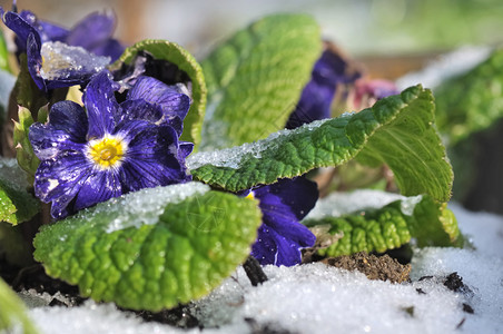 花园里有冰霜的内裤三色紫罗兰开花图片