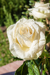 娇艳的白色玫瑰图片