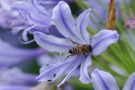 蜜蜂采集花蜜图片