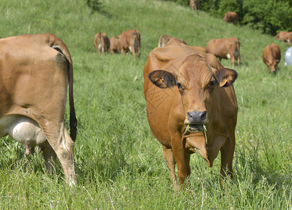 做事牧场农高山草原上的棕色奶牛图片