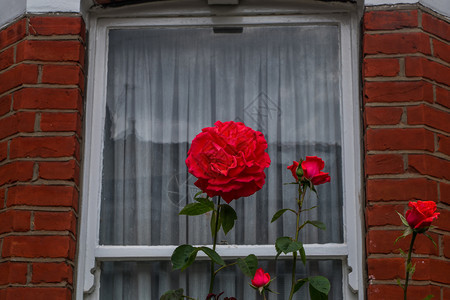 红色的伦敦2019年3月日希斯威克前场英语玫瑰花的开图片
