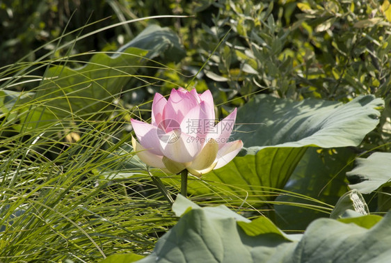 莲花图片