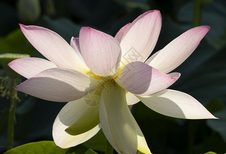受保护盛开夏天莲花水生卉在曼图亚的湖泊水域意大利莲花水生卉在曼图亚的湖泊水域图片