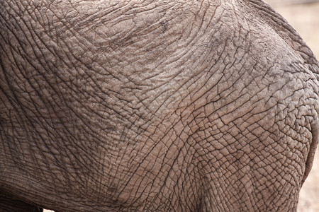 皮肤大象作为纹理和背景灰色的皮层细节质地一种图片