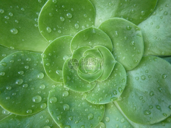 湿的雨水结露史密斯图片