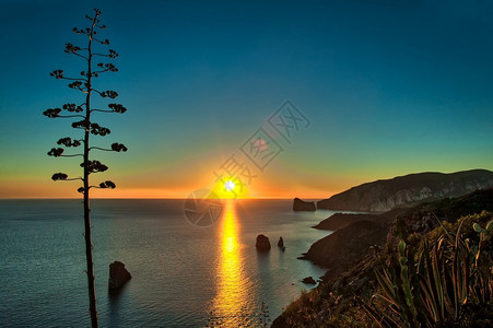 龙舌兰该岛海面日落时撒丁群岛特色沙亚质植物征群图片