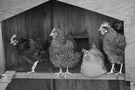 动物一种鸡圈中的肉农场图片