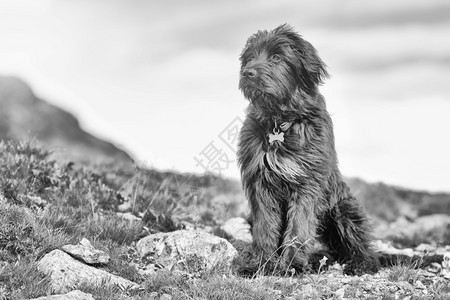 山顶的牧羊犬背景图片