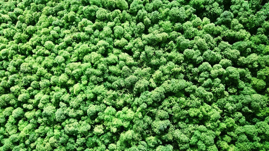 苔藓家植物内室苔实装饰墙背景图片