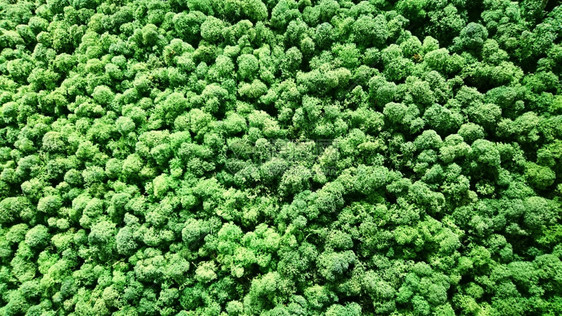 苔藓家植物内室苔实装饰墙图片