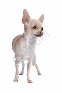 狗哺乳动物白色背景面前短头发的吉华花在白色背景面前短发的吉华花动物图片
