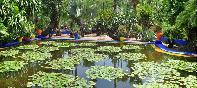 植物马拉克什市莫罗科马约地标城市图片