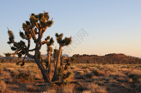 沙漠里的树木图片