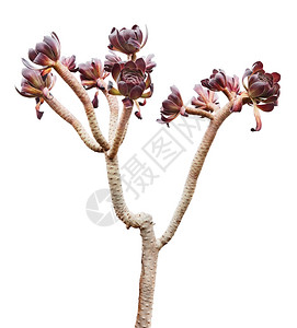生长白色的王冠孤立在白色背景上的Aeonium肉质植物图片