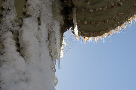 刺沙漠雪多肉植物里德米勒背景图片
