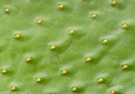 细节锋利的绿色仙人掌没有针头自然图片
