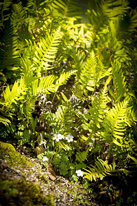 新鲜的阳光下野生花和幼苗苔藓岩石图片