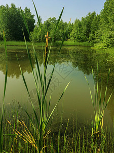 绿色夏季沼泽公园景观图片