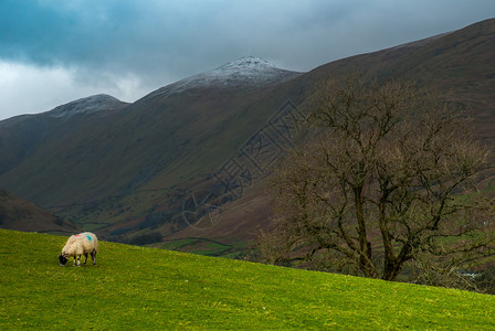 在山上吃草的绵羊图片