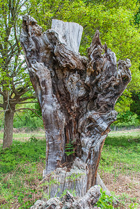 树干龄根和大茎适合制作背景图片为了自然年龄背景图片
