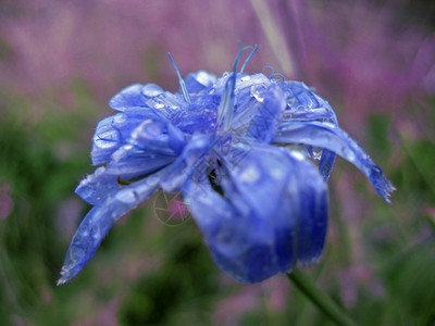 开花水降低蓝朵和露图片