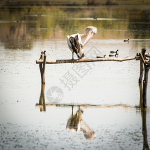 鸟一种鹈鹕Pelican座落在南澳大利亚Murray河的后水中图片