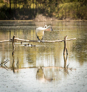 湿地Pelican座落在南澳大利亚Murray河的后水中鸭子一种图片