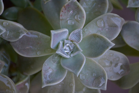 多汁的自然叶子绿素植物用雨滴湿润图片