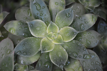 湿的绿素植物用雨滴湿润叶子户外图片