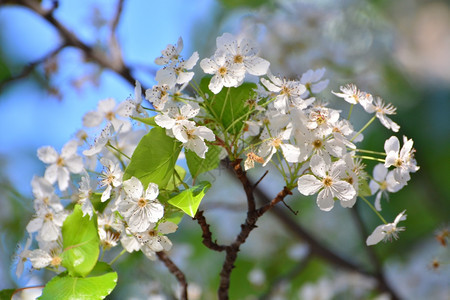在树上生长的小白花朵叶子园院图片