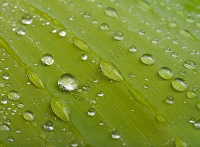 闪亮的雨滴湿绿叶加上水滴图片