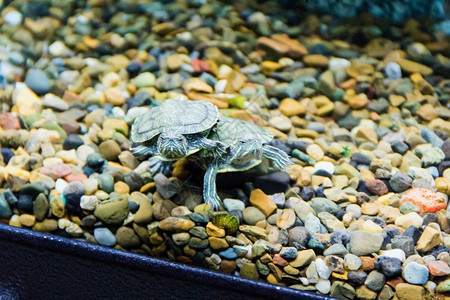 结石水族馆在下面一张小绿色爬行梯田的照片图片