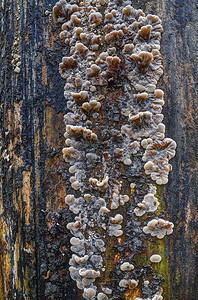 湿的秋天寄生虫枯树上年轻的白蘑菇图片