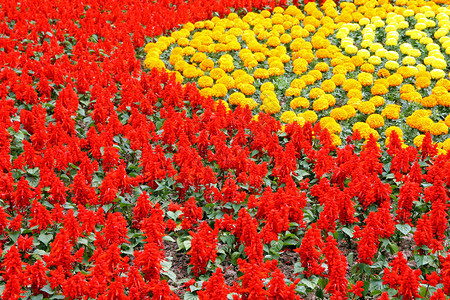 红花和黄背景植物盛开群背景图片