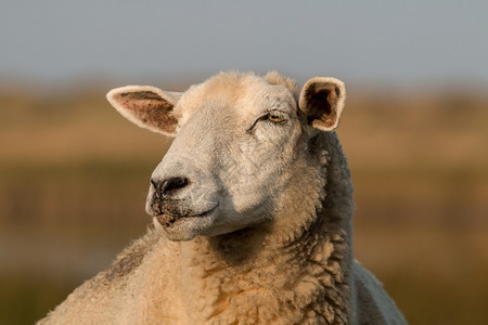 躺着自然可选择的羊头背面景模糊羊头面图片