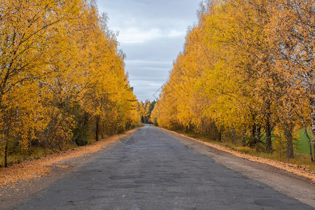 道路两边金黄色的树木背景图片