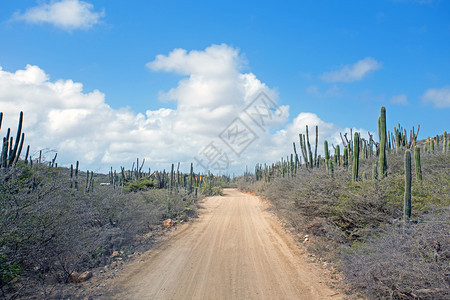 仙人掌加勒比阿鲁巴岛农村的泥土路从阿鲁巴岛加勒比海衬套图片