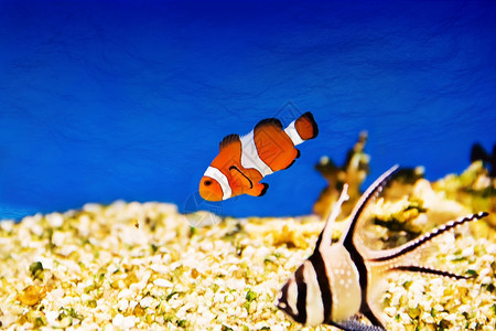 水族馆小丑鱼在松绿水中的照片海洋金鱼橙图片